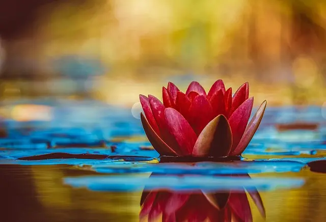 Guide d'achat : Jardins Zen Célèbres