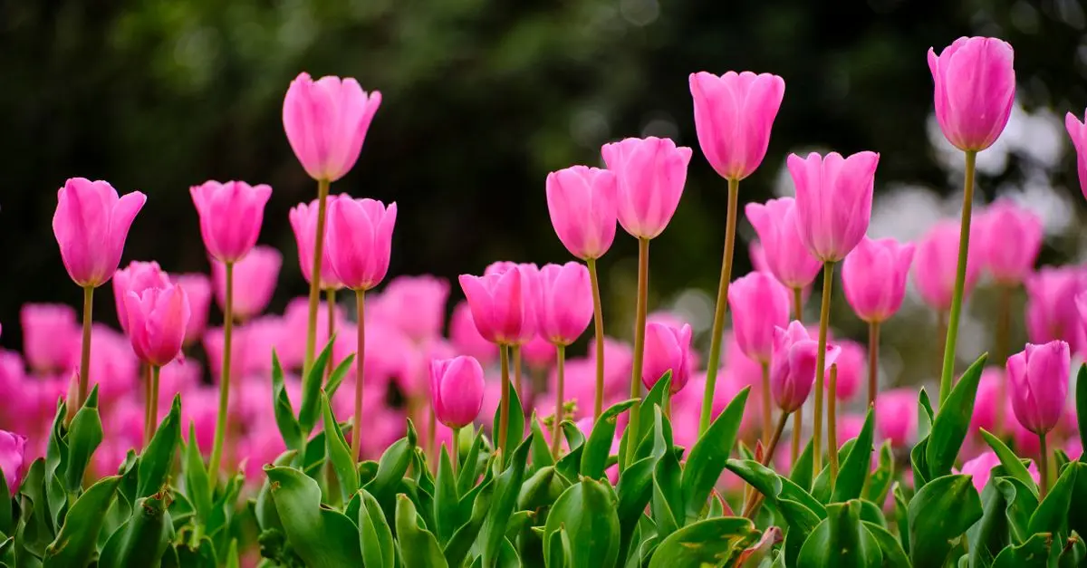 Éclairage de Jardin à Petit Prix : Notre Sélection