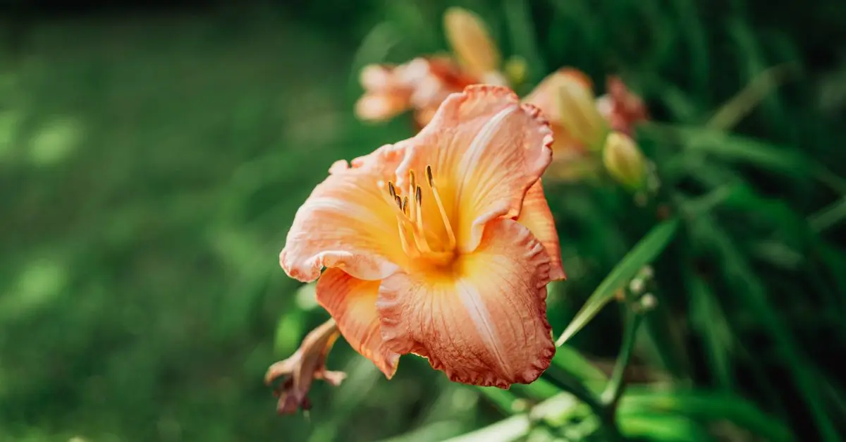 Guide d'achat éclairage solaire jardin