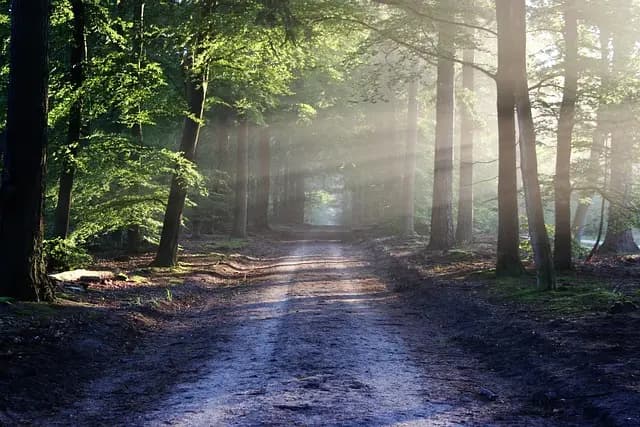 Guide d'achat des techniques de survie en nature
