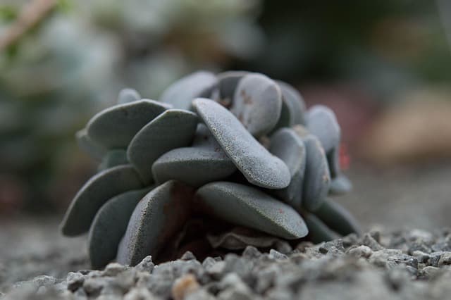 Les meilleures plantes suspendues pour votre intérieur